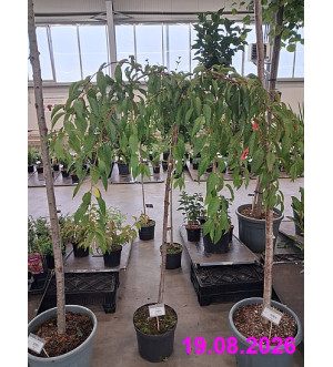 Prunus serr. 'Kiku-shidare-zakura' C 10 L